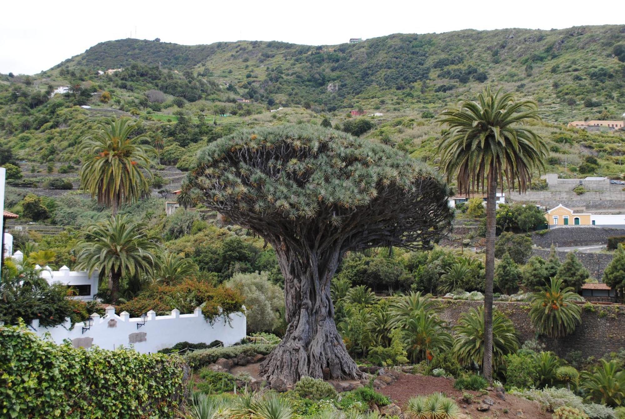 Finca Los Loros Icod De Los Vinos By Hrtenerife Net Santa Cruz de Tenerife Luaran gambar